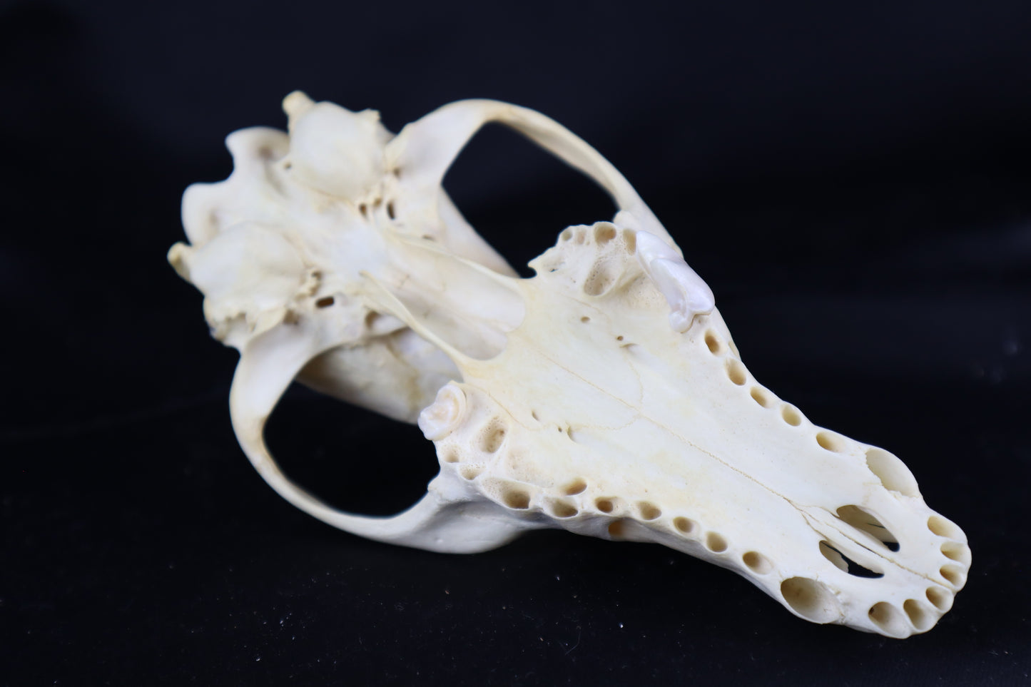 Craft Coyote Skull