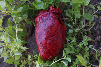 Reserved for Brandon - Dry Preserved Whitetail Deer Heart