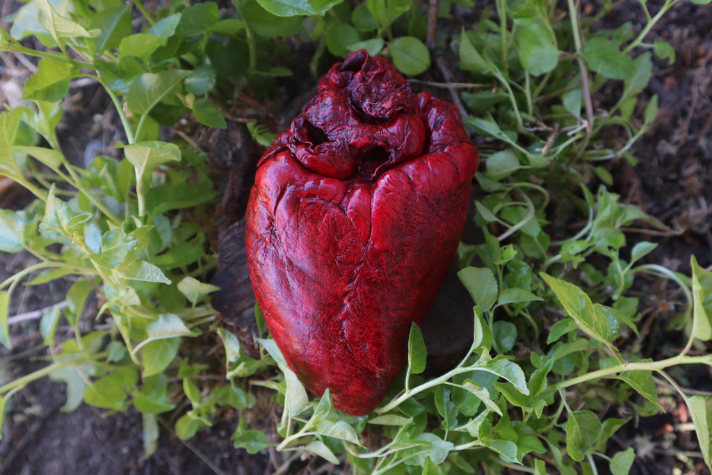 Reserved for Brandon - Dry Preserved Whitetail Deer Heart