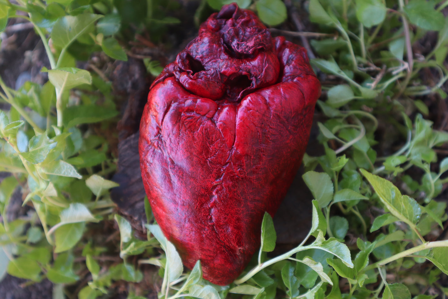 Reserved for Brandon - Dry Preserved Whitetail Deer Heart