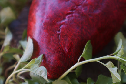 Reserved for Brandon - Dry Preserved Whitetail Deer Heart