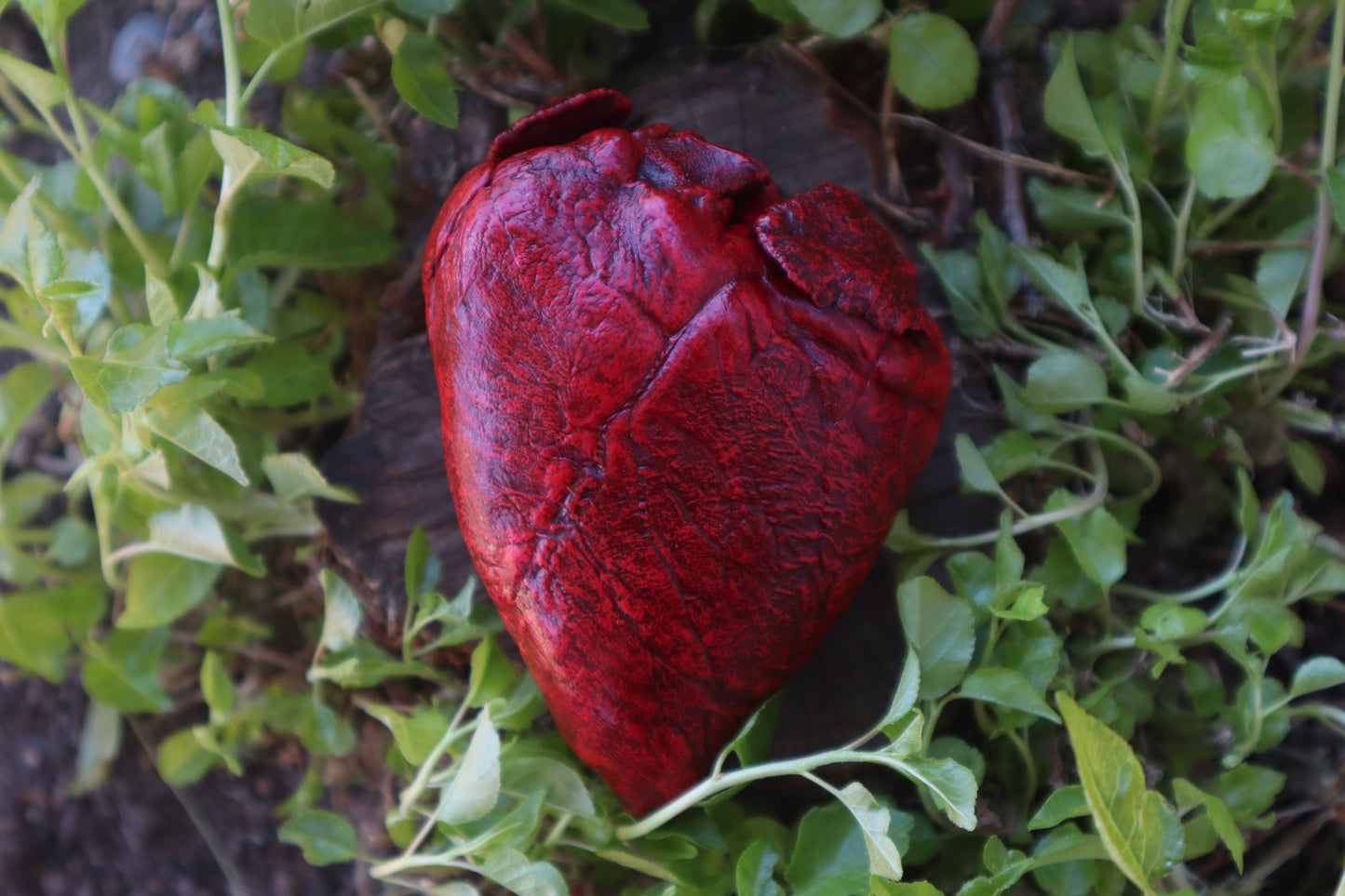 Reserved for Brandon  - Dry Preserved Whitetail Deer Heart
