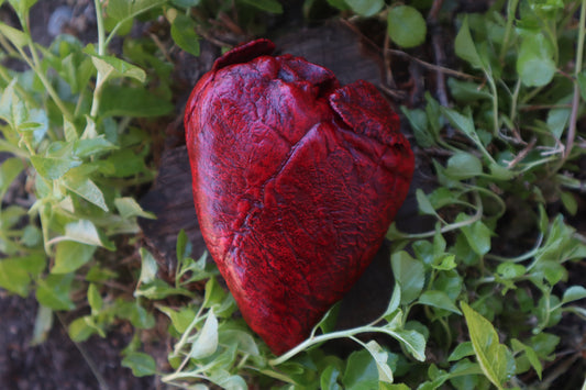 Reserved for Brandon  - Dry Preserved Whitetail Deer Heart