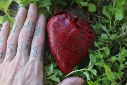 Reserved for Brandon  - Dry Preserved Whitetail Deer Heart