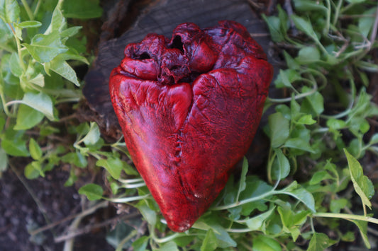 Reserved for Brandon  - Dry Preserved Whitetail Deer Heart
