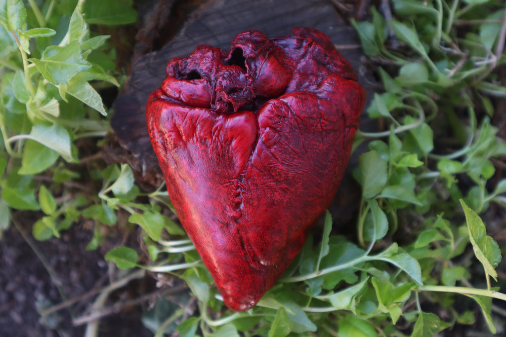 Reserved for Brandon  - Dry Preserved Whitetail Deer Heart