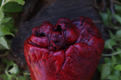 Reserved for Brandon  - Dry Preserved Whitetail Deer Heart