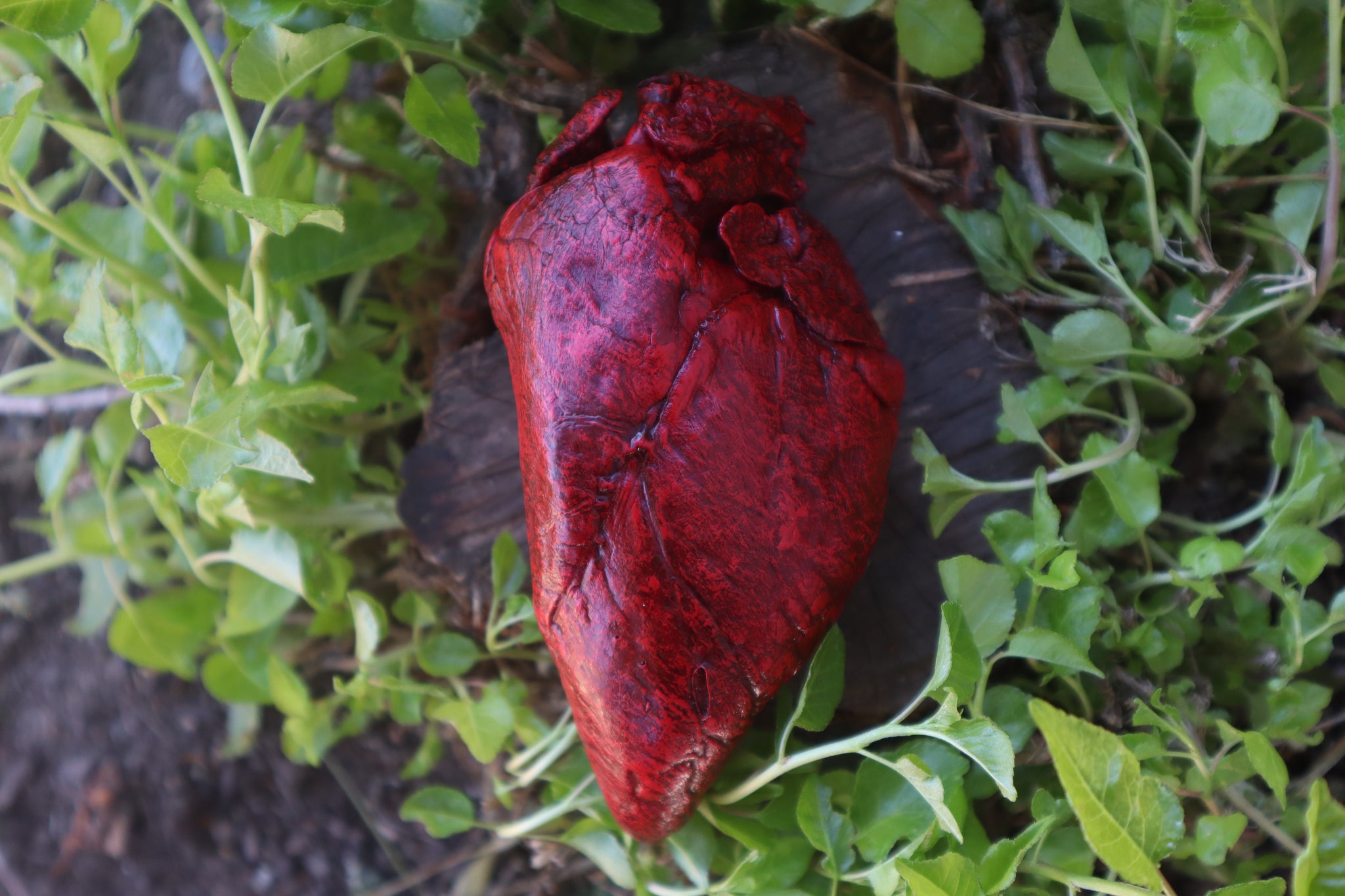Dry Preserved Whitetail Deer Heart