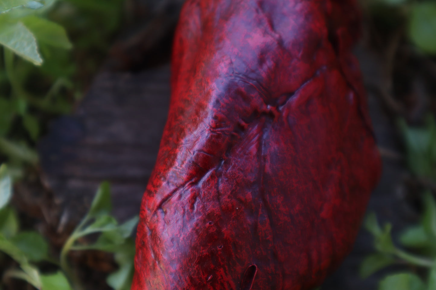 Dry Preserved Whitetail Deer Heart