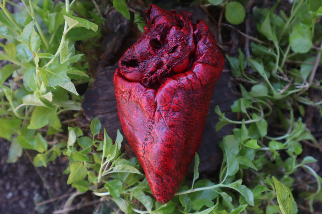 Dry Preserved Whitetail Deer Heart