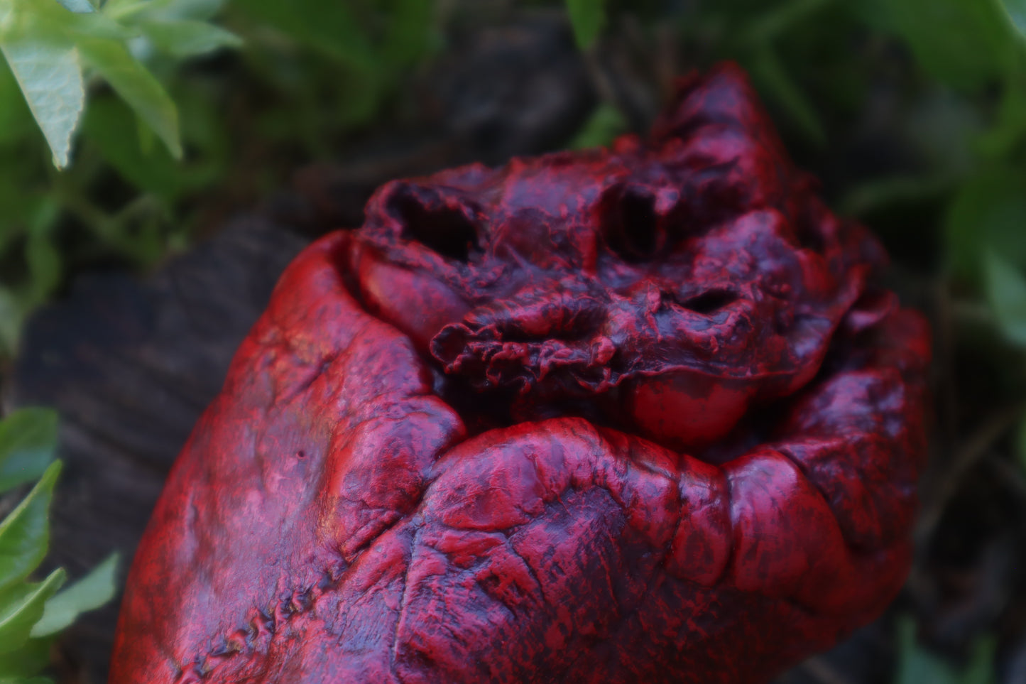 Dry Preserved Whitetail Deer Heart