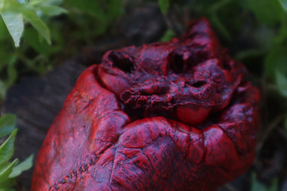 Dry Preserved Whitetail Deer Heart