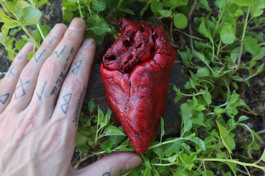 Dry Preserved Whitetail Deer Heart