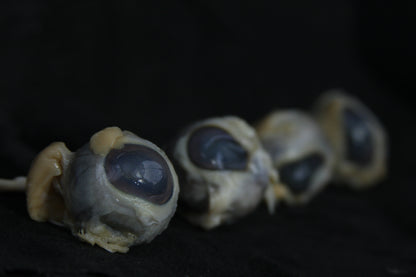 Sheep Eyes Wet Specimen