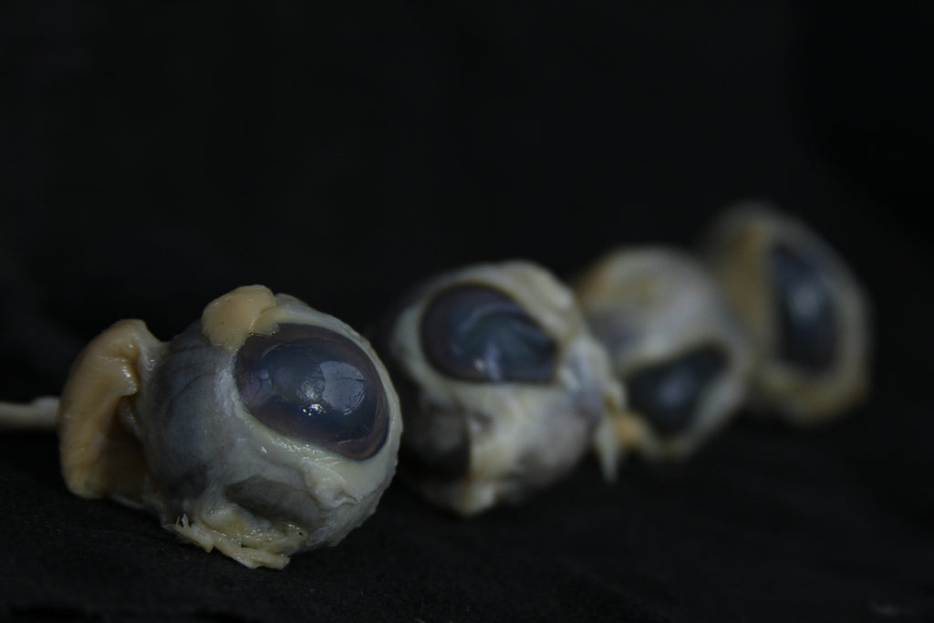 Sheep Eyes Wet Specimen