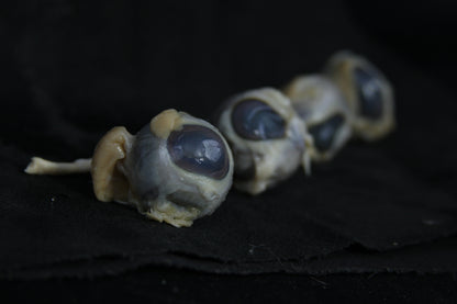 Sheep Eyes Wet Specimen