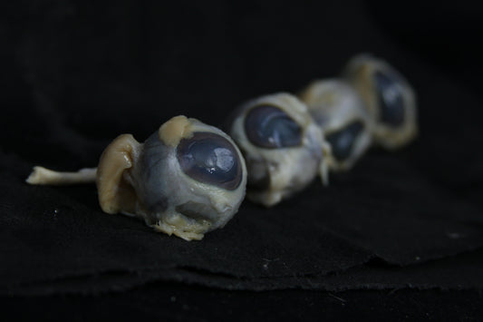 Sheep Eyes Wet Specimen