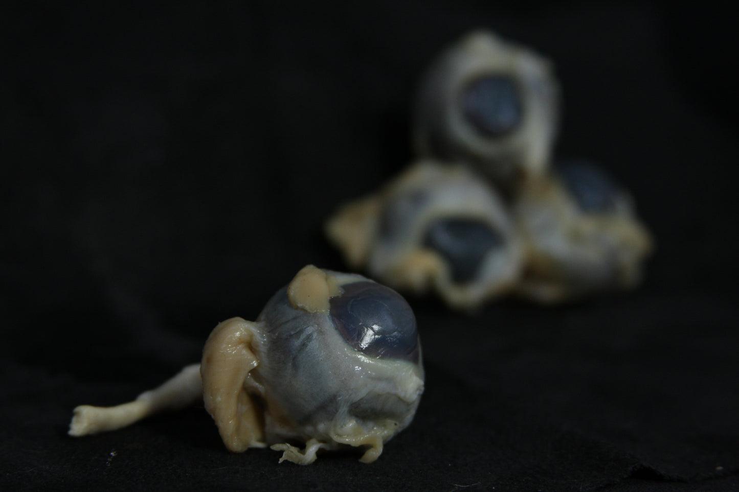 Sheep Eyes Wet Specimen