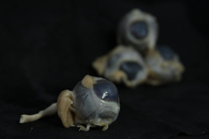 Sheep Eyes Wet Specimen