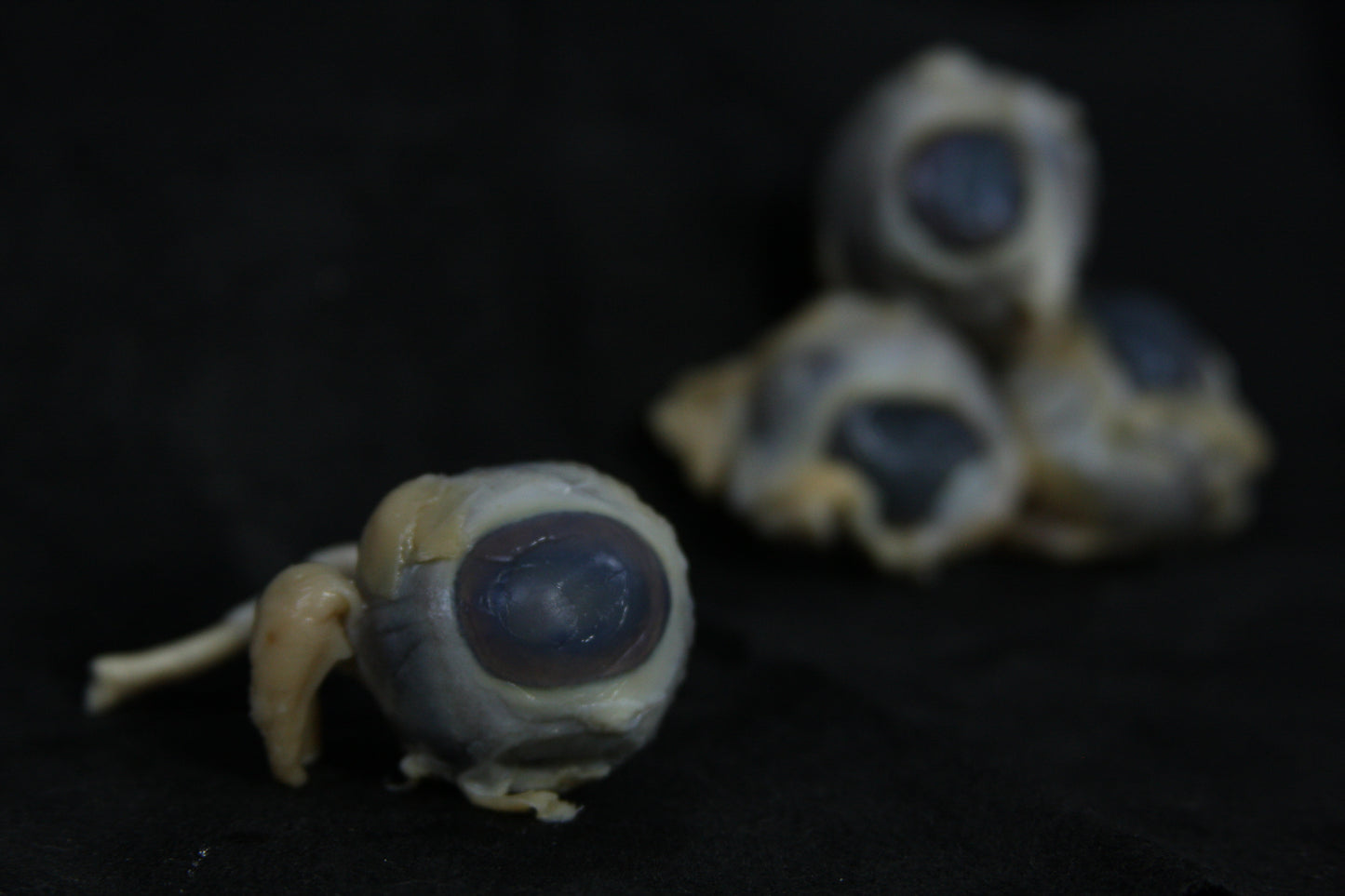 Sheep Eyes Wet Specimen