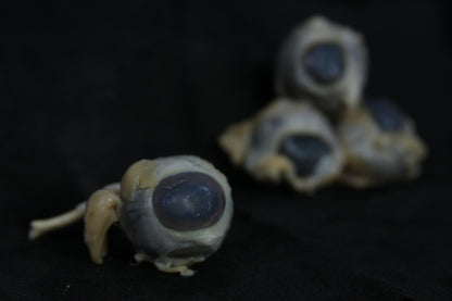 Sheep Eyes Wet Specimen