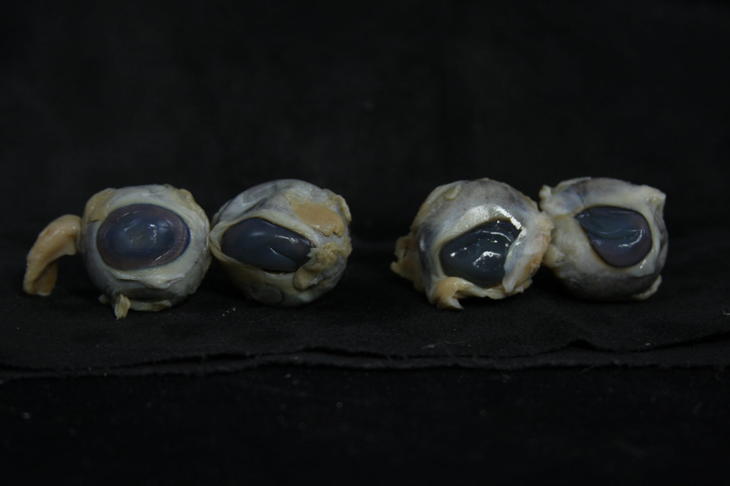 Sheep Eyes Wet Specimen