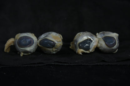 Sheep Eyes Wet Specimen