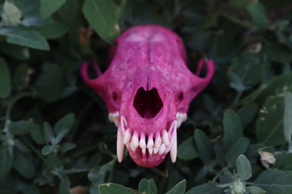 Naturally Stained Red Fox Skull