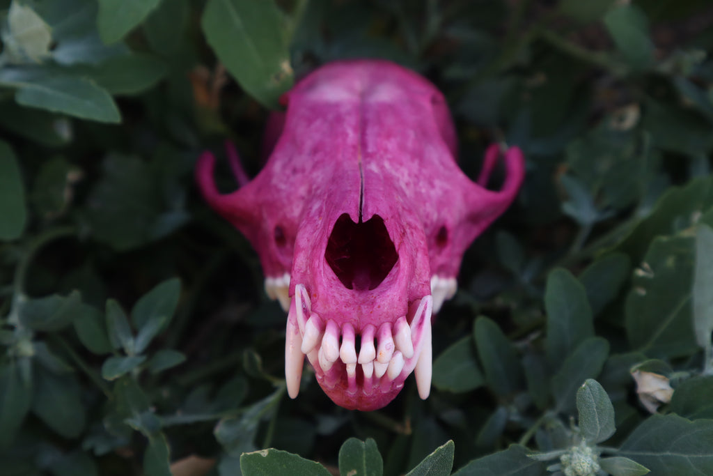 Naturally Stained Red Fox Skull