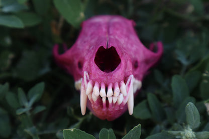 Naturally Stained Red Fox Skull