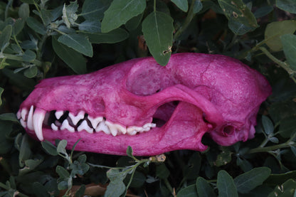 Naturally Stained Red Fox Skull