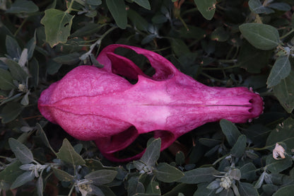 Naturally Stained Red Fox Skull