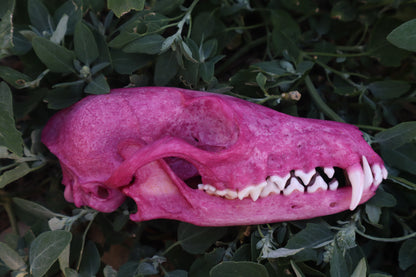 Naturally Stained Red Fox Skull