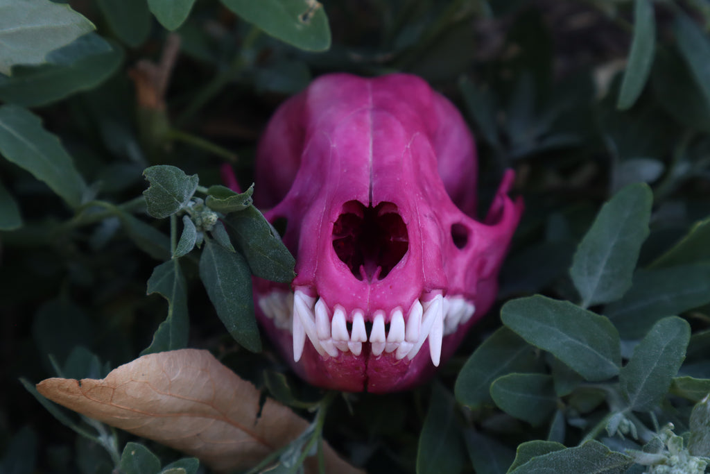 Naturally Stained Raccoon Skull