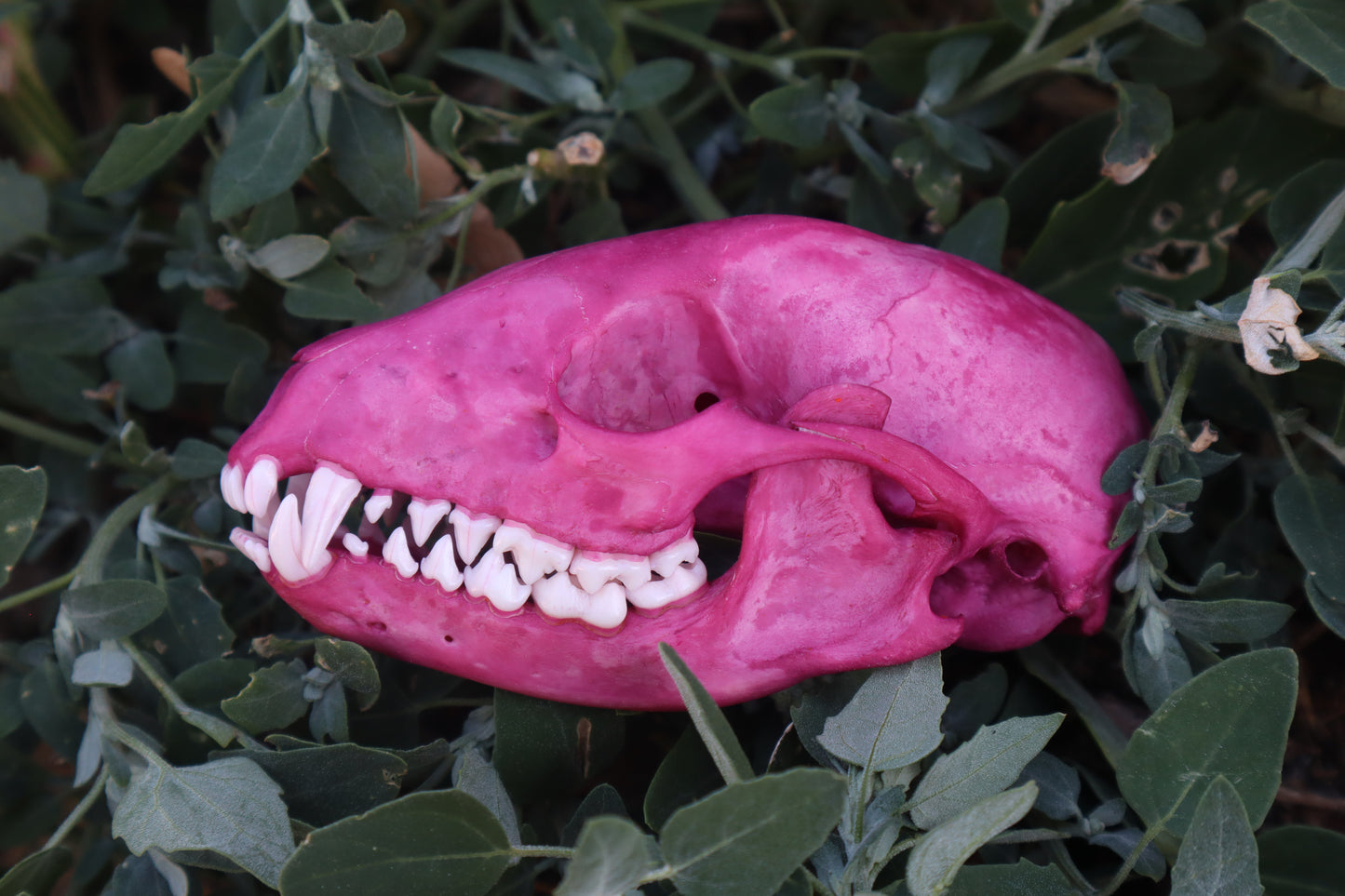 Naturally Stained Raccoon Skull