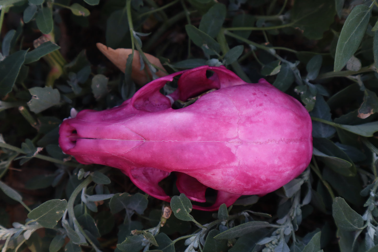 Naturally Stained Raccoon Skull