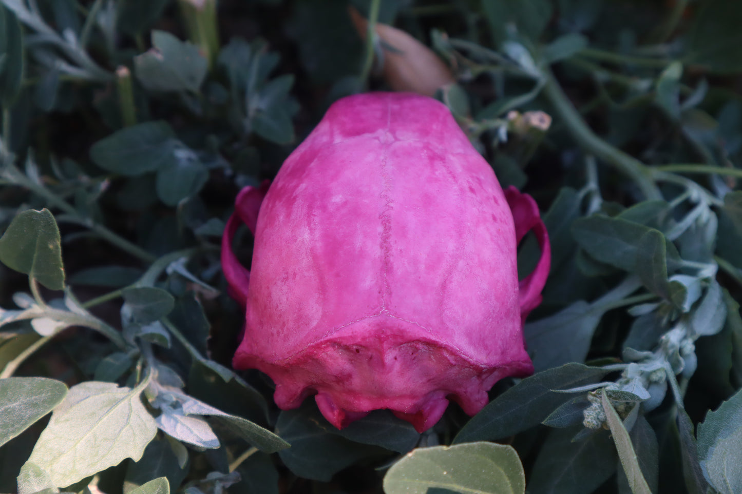 Naturally Stained Raccoon Skull
