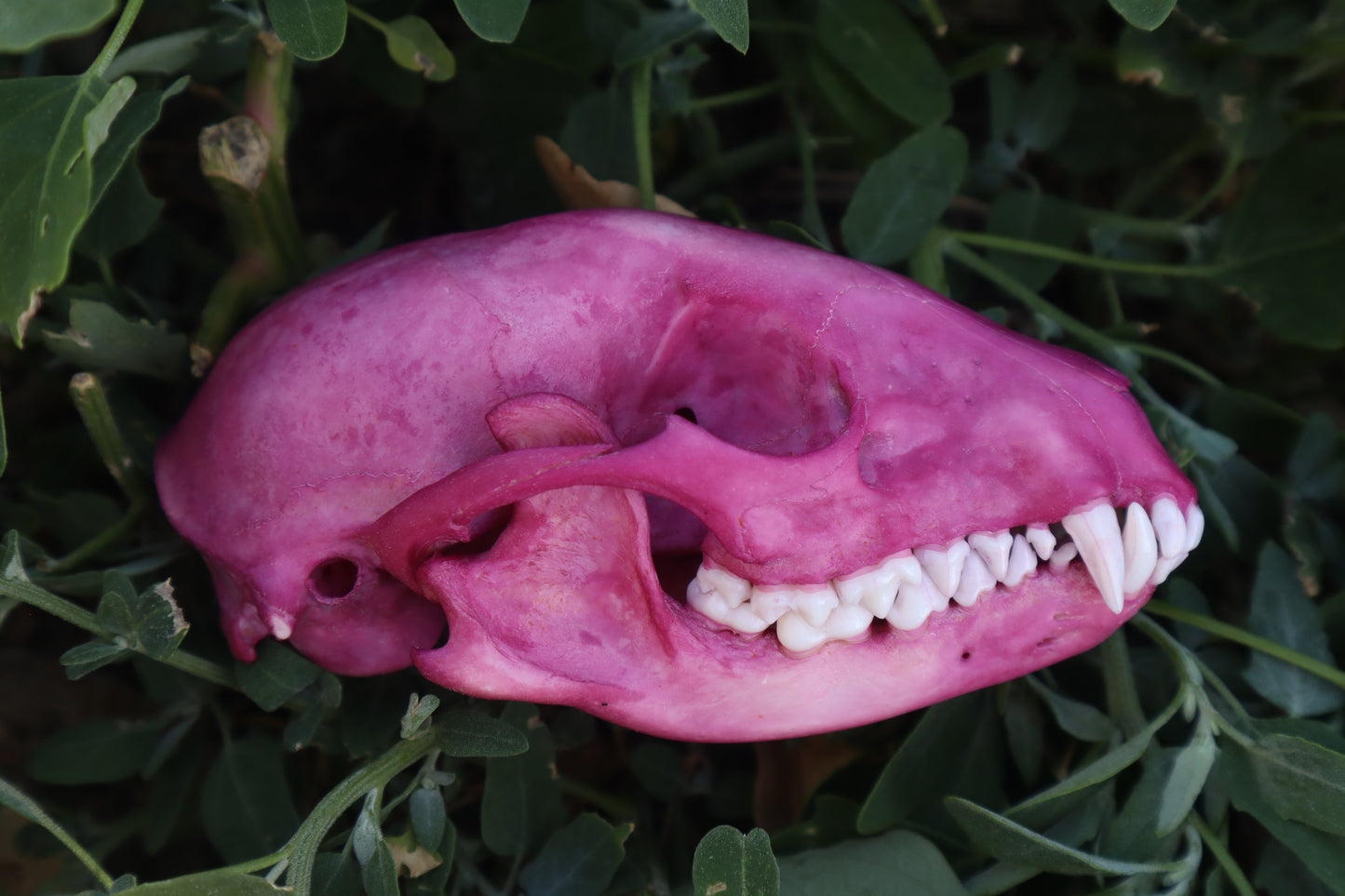 Naturally Stained Raccoon Skull
