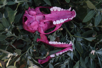 Naturally Stained Raccoon Skull