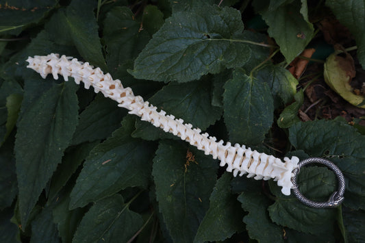 Raccoon Spinal Column Articulation