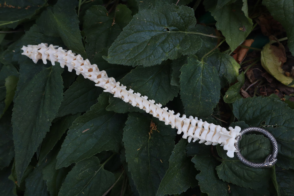 Raccoon Spinal Column Articulation