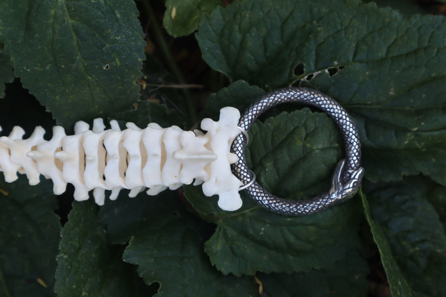 Raccoon Spinal Column Articulation