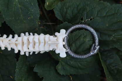 Raccoon Spinal Column Articulation