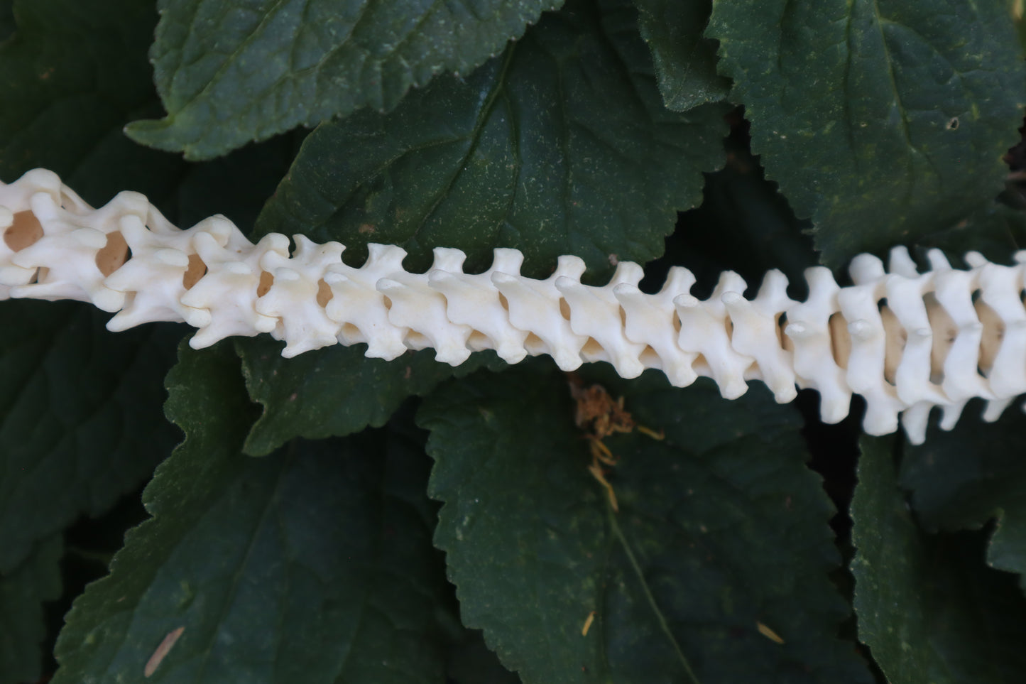 Raccoon Spinal Column Articulation