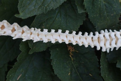 Raccoon Spinal Column Articulation