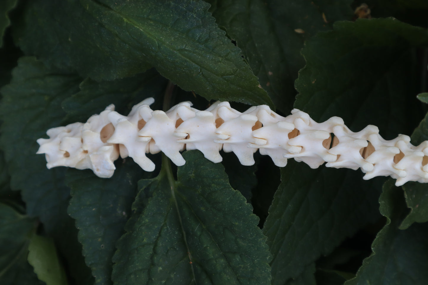 Raccoon Spinal Column Articulation