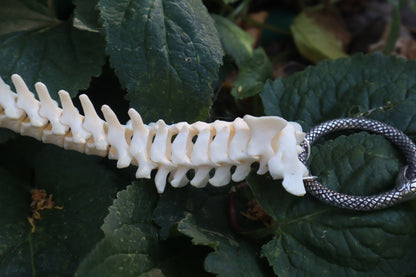 Raccoon Spinal Column Articulation