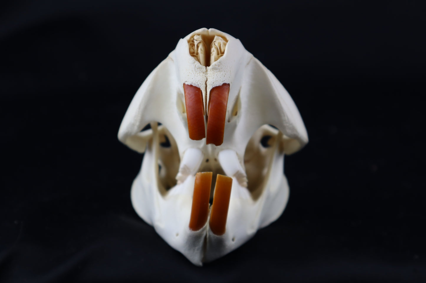 Beaver Skull