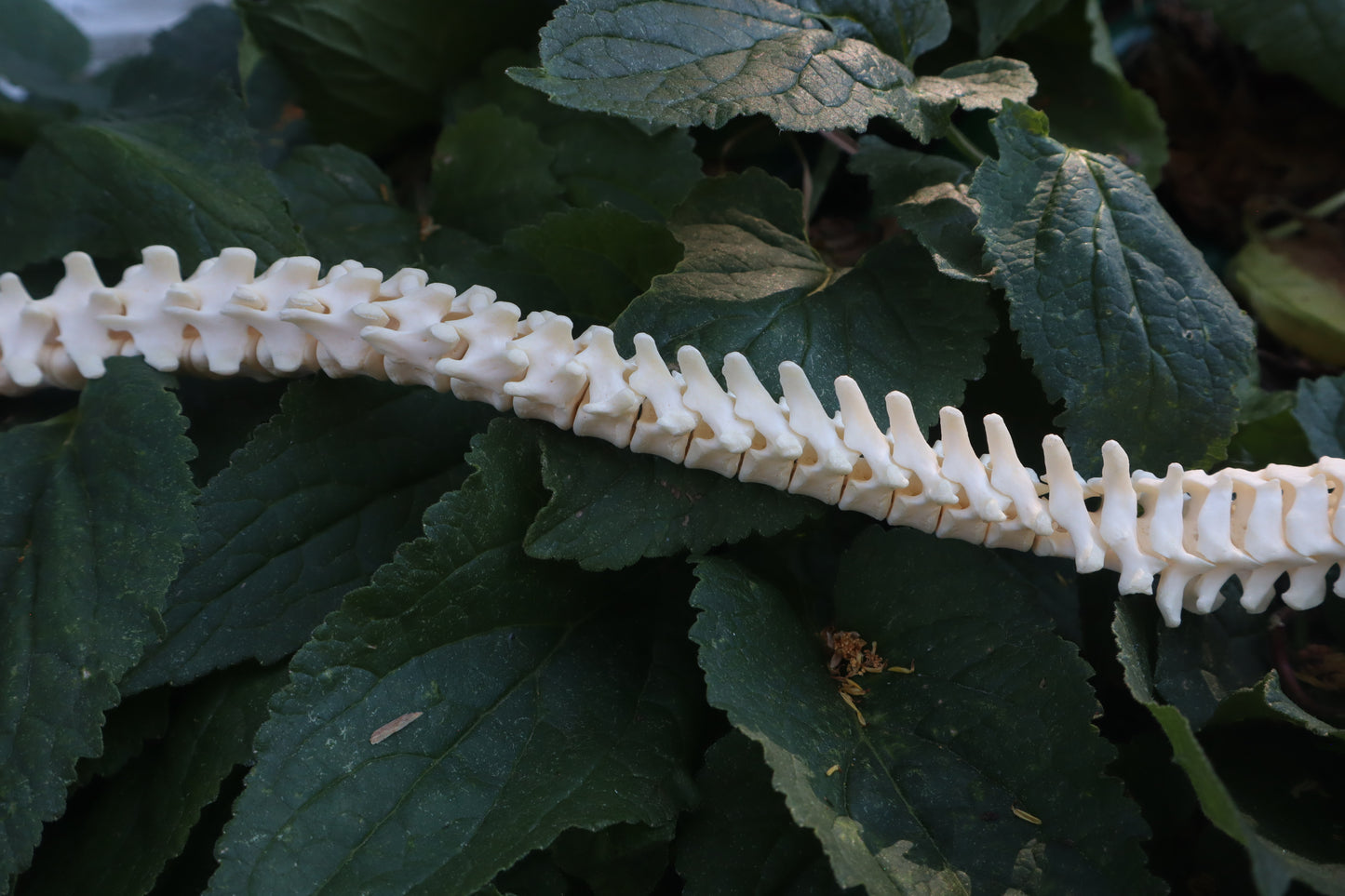 Raccoon Spinal Column Articulation