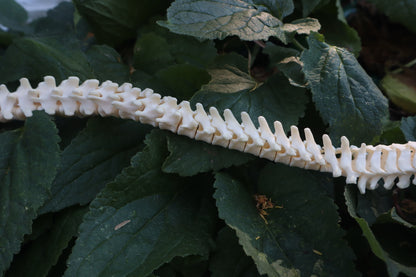 Raccoon Spinal Column Articulation